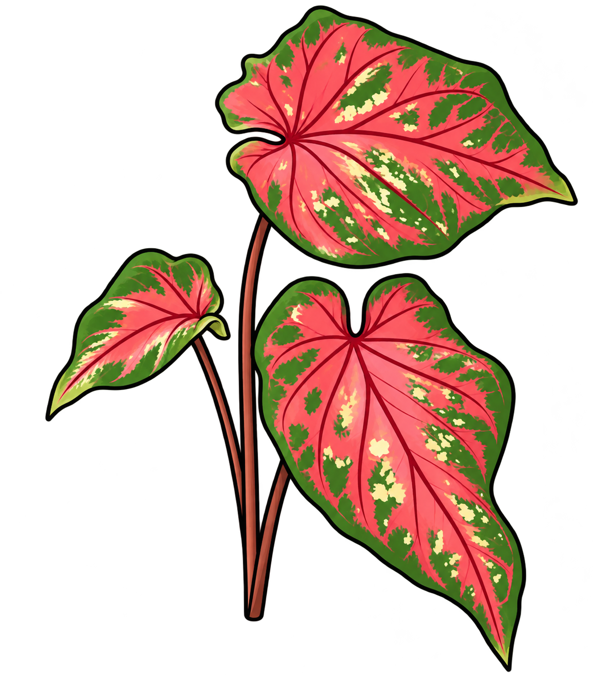 Black-outlined botanical illustration of Dragon Heart Caladium: Heart- and arrow-shaped leaf blades; long reddish-brown petioles; dominant pink-red blade areas; uneven green margins and cream spots; branching red veins.