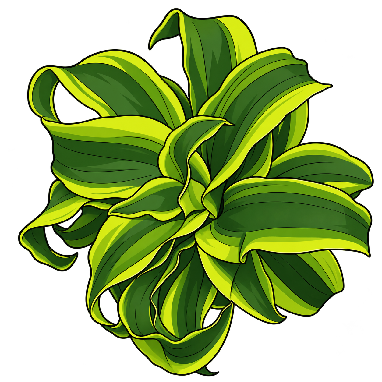 Black-outlined botanical illustration of Tornado Dracaena: Twisting broad strap blades; Dark-green and chartreuse longitudinal zones; Dense asymmetric rosette