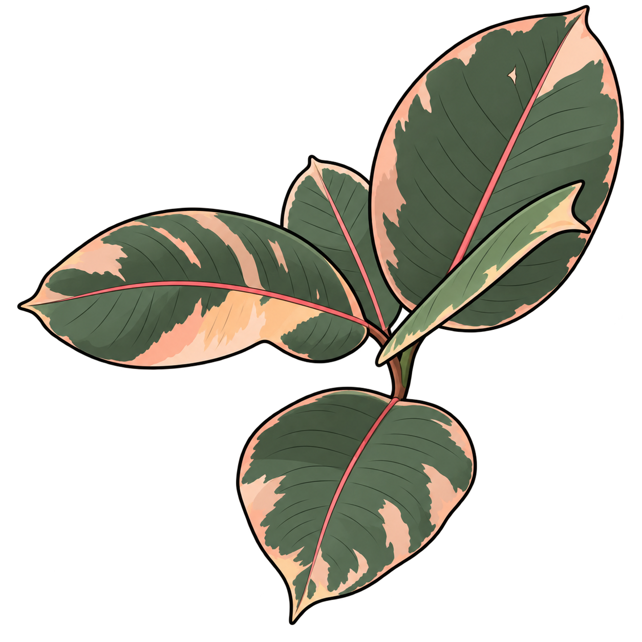 Black-outlined botanical illustration of Ruby Rubber Tree: Broad elliptic blades; Gray-green cream pink sectors; Pink midribs; Edge-on leaf; Large drooping lower leaf