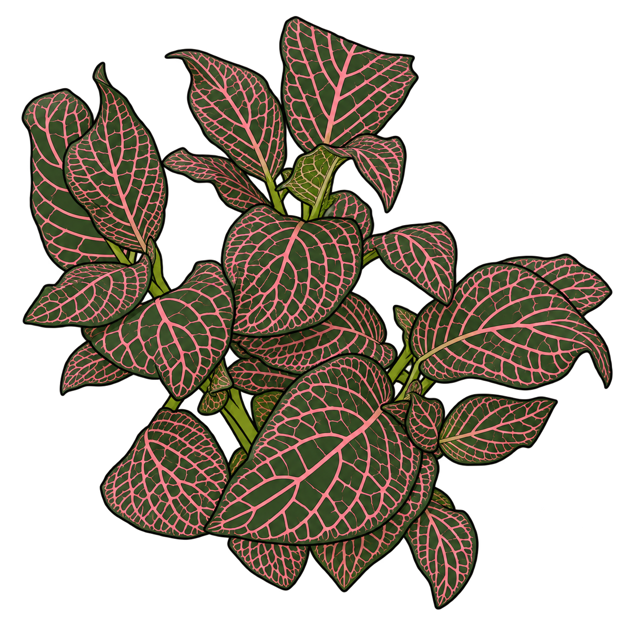 Black-outlined botanical illustration of Juanita Nerve Plant: Broad wavy leaf edges; Dark olive-green fields; Thin muted pink venation; Cupped leaf orientations