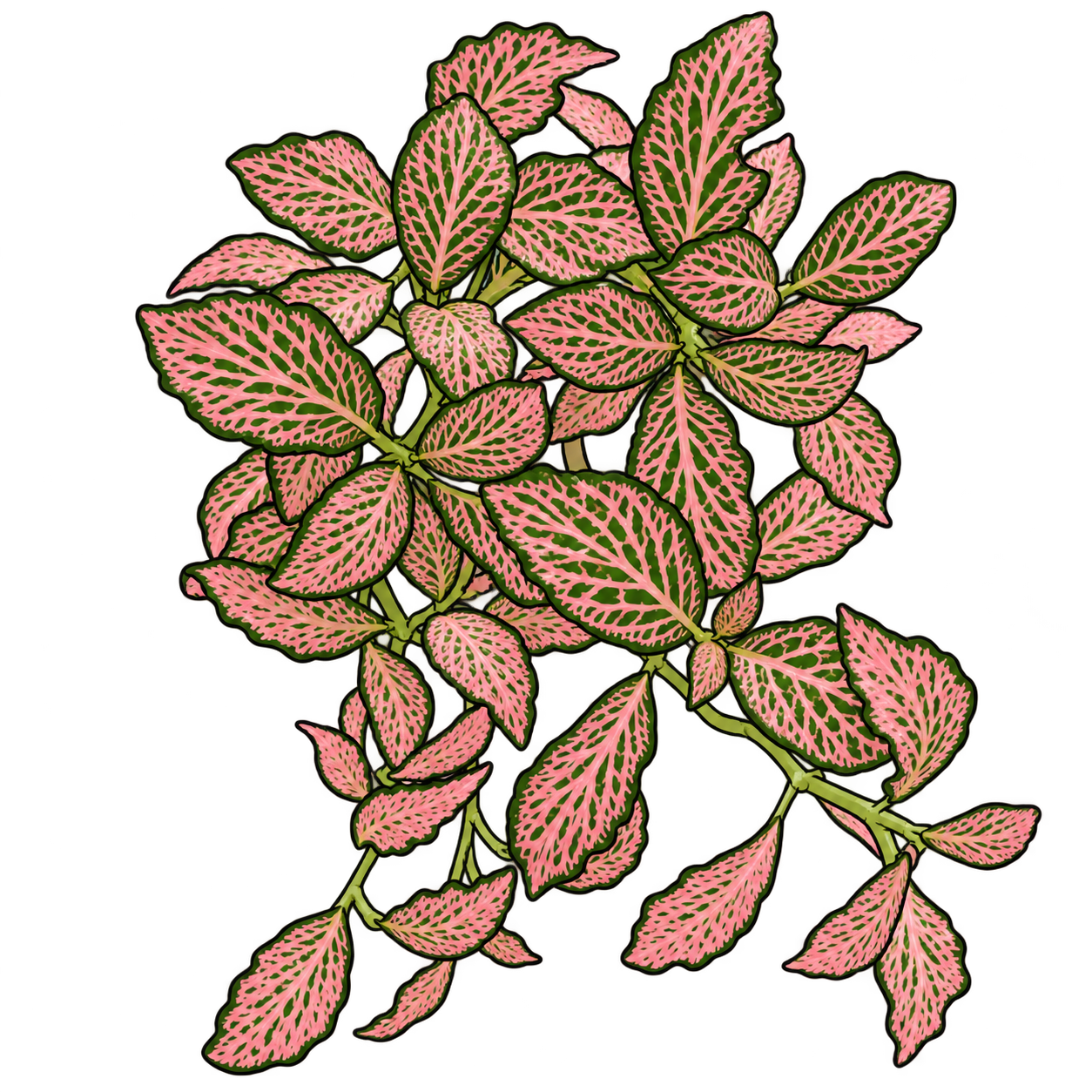Black-outlined botanical illustration of Pink Premiere Nerve Plant: Dense pale-pink venation; Small green islands; Green leaf edges; Hanging lower branches