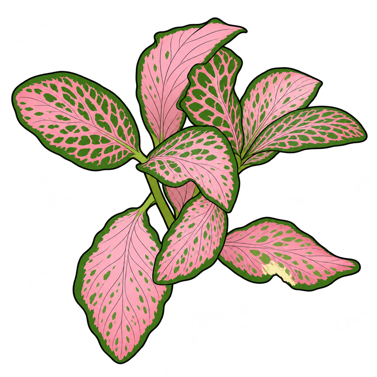 Black-outlined botanical illustration of Pink Star Nerve Plant: Extensive pale-pink fields; Green islands and edges; Wavy ovate blades; Curled top leaf; Drooping lower leaves