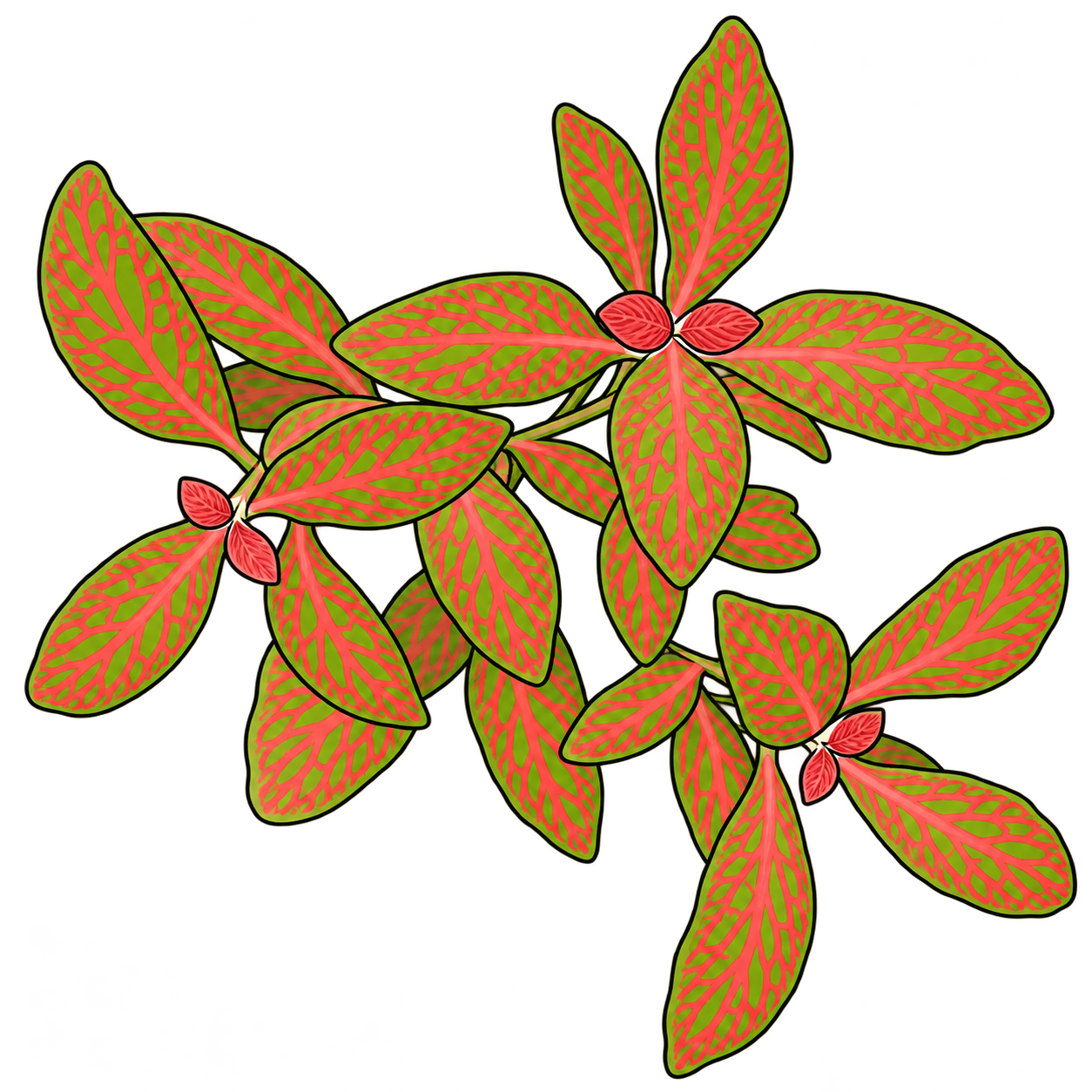 Black-outlined botanical illustration of Red Tiger Nerve Plant: Narrow oval green blades; Salmon-red reticulate veins; Three asymmetric shoot clusters