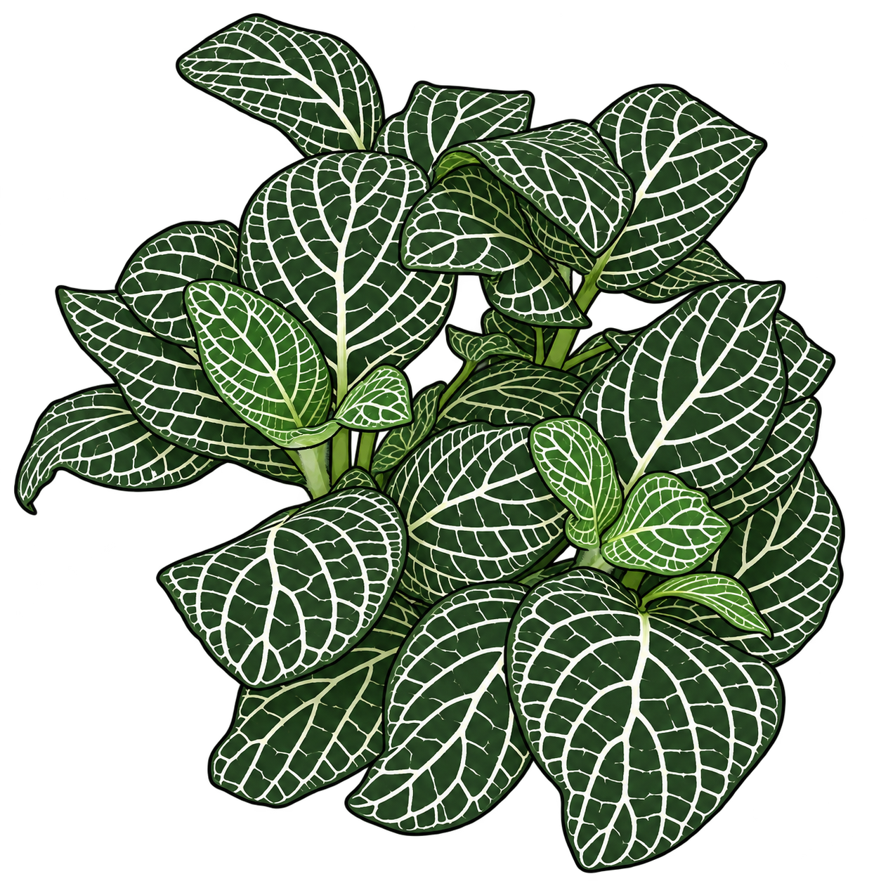 Black-outlined botanical illustration of Superba Nerve Plant: Broad pointed oval blades; Dark-green fields; Ivory reticulate veins; Paired young green leaves