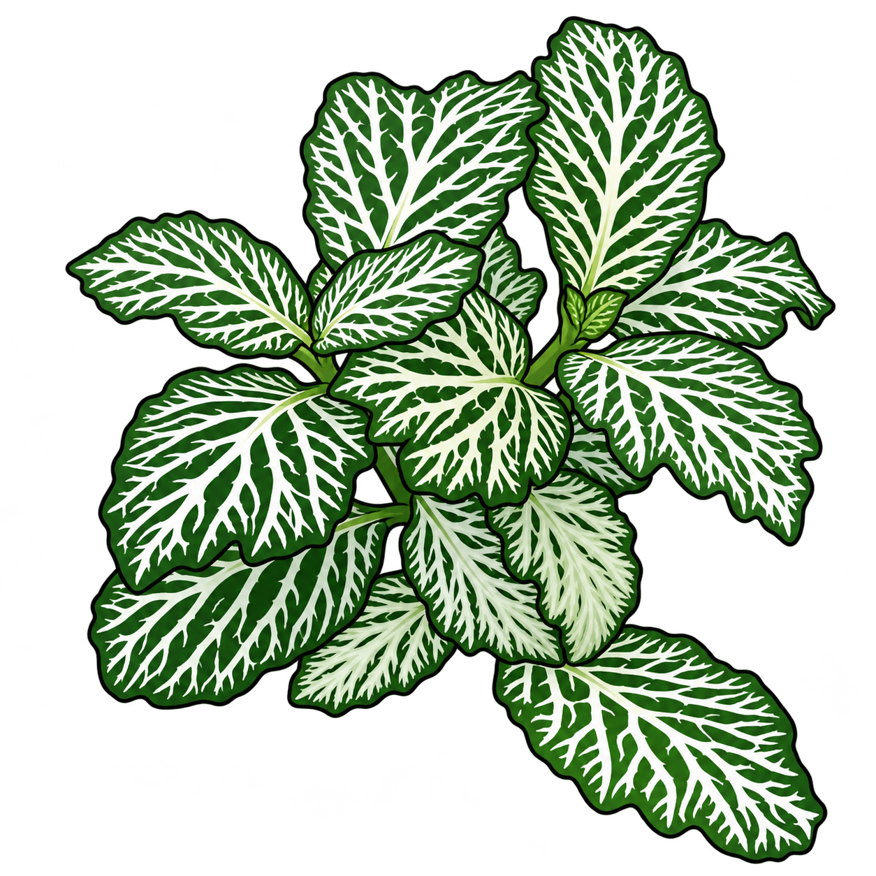 Black-outlined botanical illustration of White Noise Nerve Plant: Broad branching white vein networks; Dark-green islands; Irregular ovate leaf margins; Drooping front-right leaf