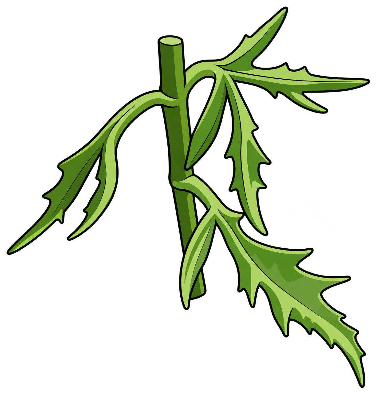 Black-outlined botanical diagnostic detail of Fern-Leaf Kalanchoe: Adult laciniate narrow lobes contrast with rounded scalloped juvenile principal foliage.