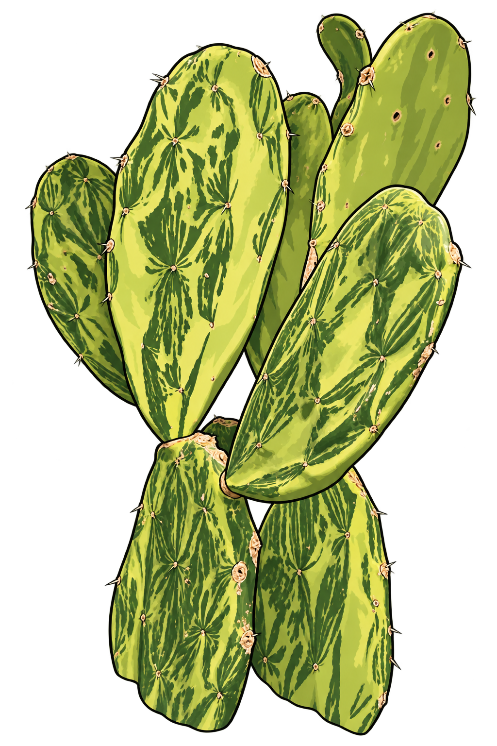 Black-outlined botanical illustration of Variegated Prickly Pear: Connected flattened oval and elongated cactus pads; narrow pad joints; green and cream-yellow sectors; scattered small areoles and short bristles.