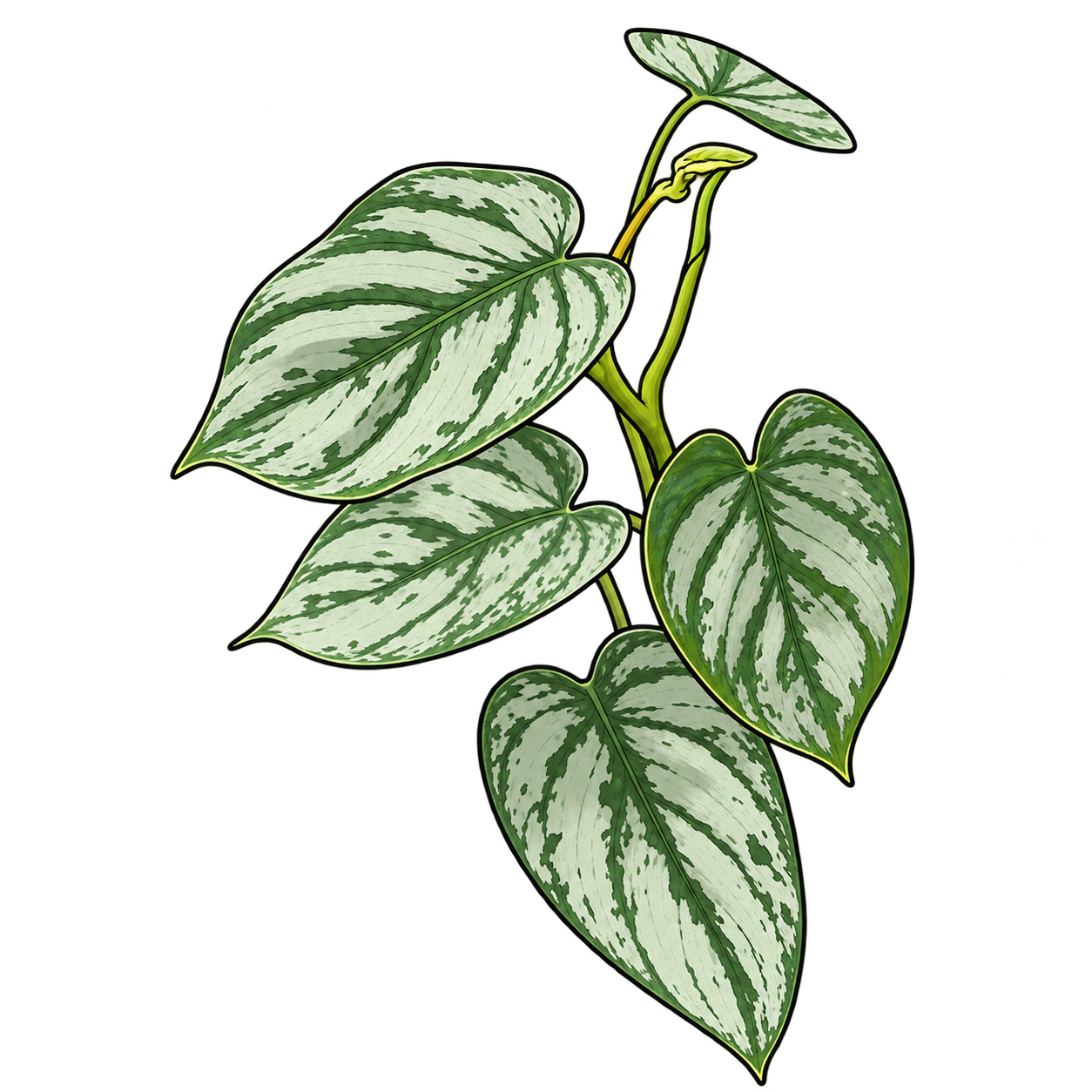 Black-outlined botanical illustration of Silver Leaf Philodendron: Pointed heart-shaped blades; Silvery pale-green fields interrupted by dark green veins and patches; Slender vining stem