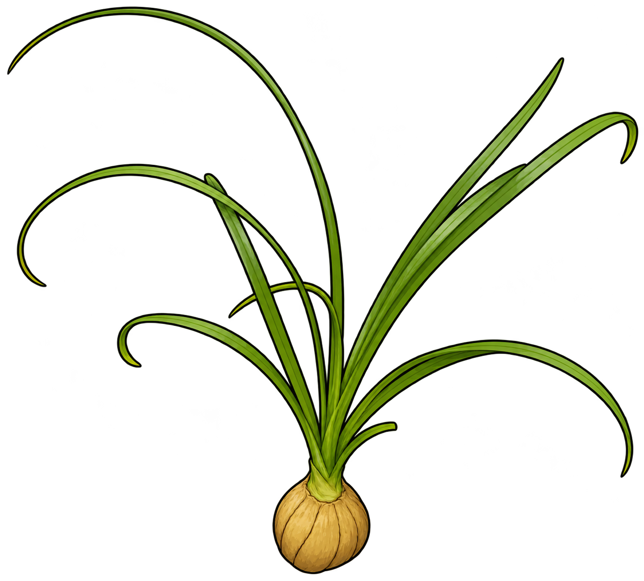 Black-outlined botanical illustration of Ponytail Palm: Small swollen yellow-brown caudex; short green neck; long narrow strap-shaped leaves; loose arching and recurving crown.
