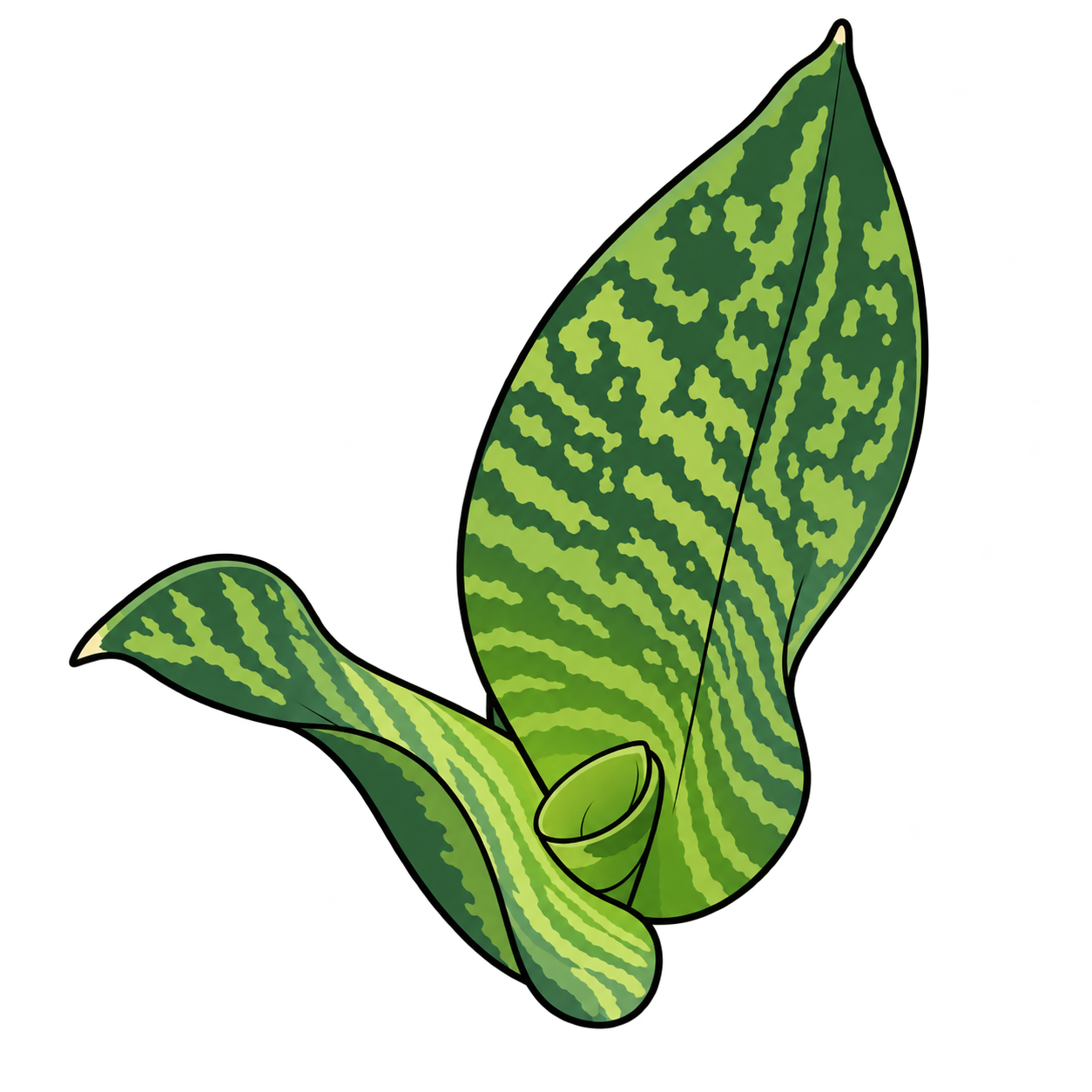 Black-outlined botanical illustration of Futura Robusta Snake Plant: Broad sword blades; Gray-green transverse mottling; Short curled basal leaf; No yellow margins