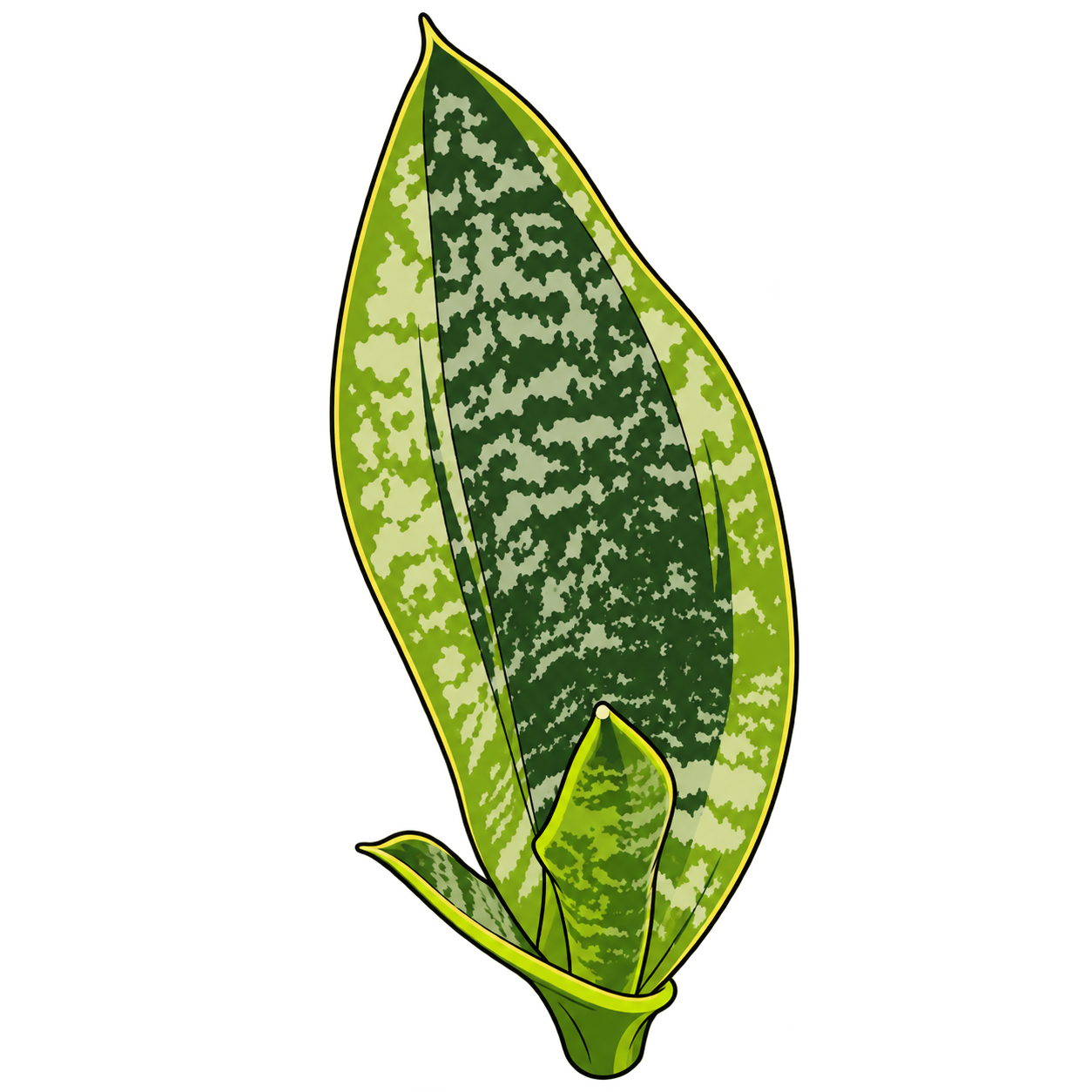 Black-outlined botanical illustration of Gold Twist Snake Plant: Broad upright juvenile blade; Irregular gray-green mottling; Thin yellow margin; Curled basal blade