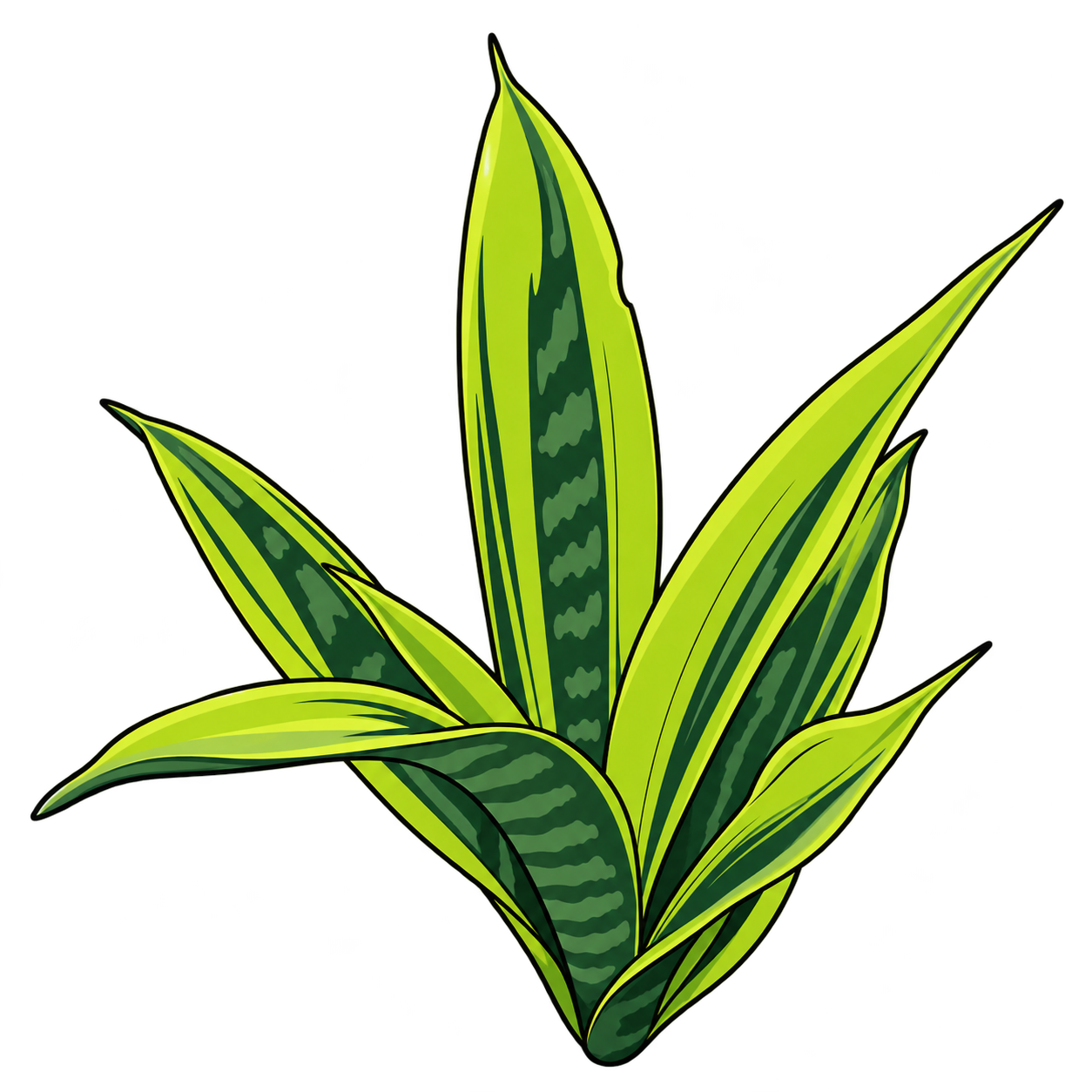 Black-outlined botanical illustration of Golden Flame Snake Plant: Bright yellow-green longitudinal sectors; Dark banded central strips; Tall broad central blade; Low curved leaf