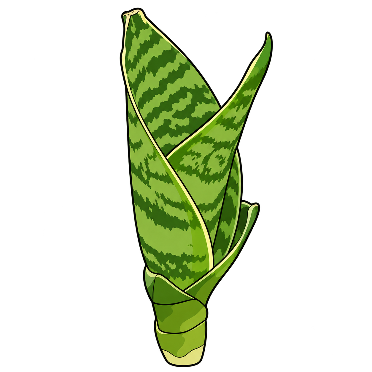 Black-outlined botanical illustration of Bird’s Nest Snake Plant: Short broad banded blades; Tight juvenile leaf roll; Minor pale or brown tip scars