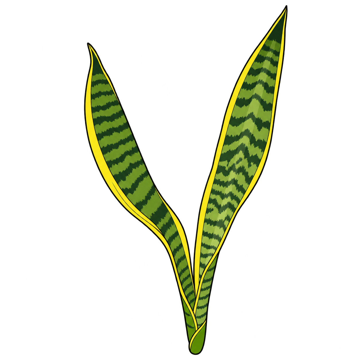 Black-outlined botanical illustration of Laurentii Snake Plant: Narrow upright sword leaves; Yellow marginal stripes; Green transverse banding