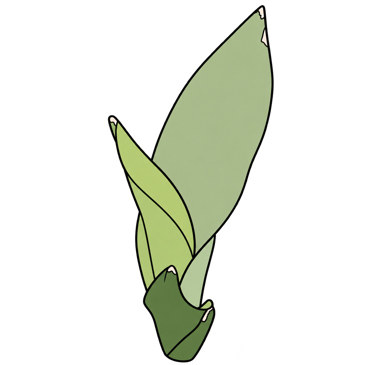 Black-outlined botanical illustration of Moonshine Snake Plant: Pale silvery gray-green broad blades; Thin darker leaf margins; Erect basal rosette with overlapping leaves