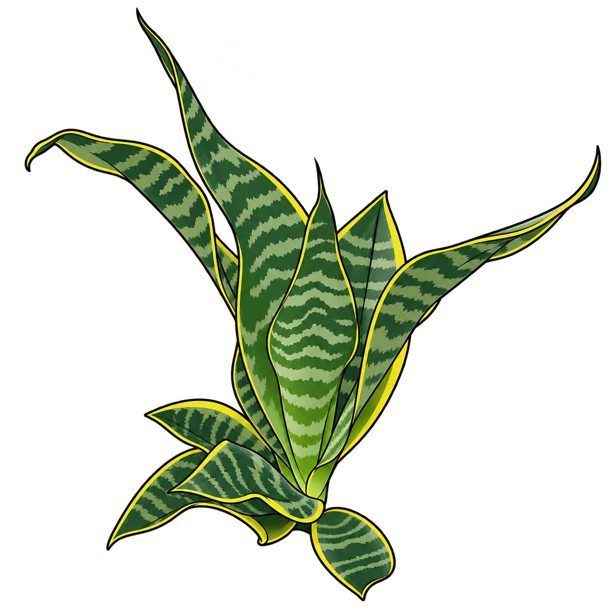 Black-outlined botanical illustration of Twisted Sister Snake Plant: Twisted strap blades; Green banded fields; Narrow yellow leaf margins; Curled low leaves