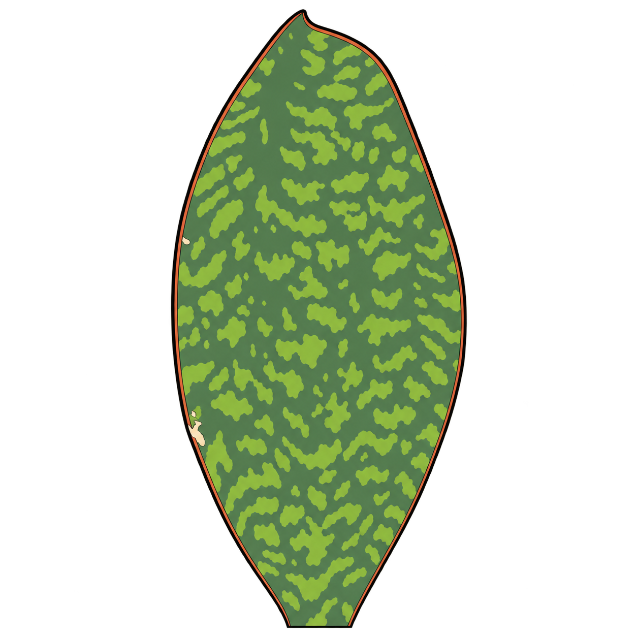 Black-outlined botanical illustration of Whale Fin Snake Plant: Broad paddle-shaped leaf; Mottled green fields; Thin contrasting edge and individual tip irregularity