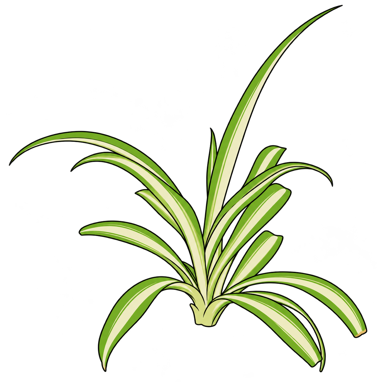 Black-outlined botanical illustration of White-Center Spider Plant: Pale central stripe bounded by green edges; Narrow arching strap leaves; Basal rosette