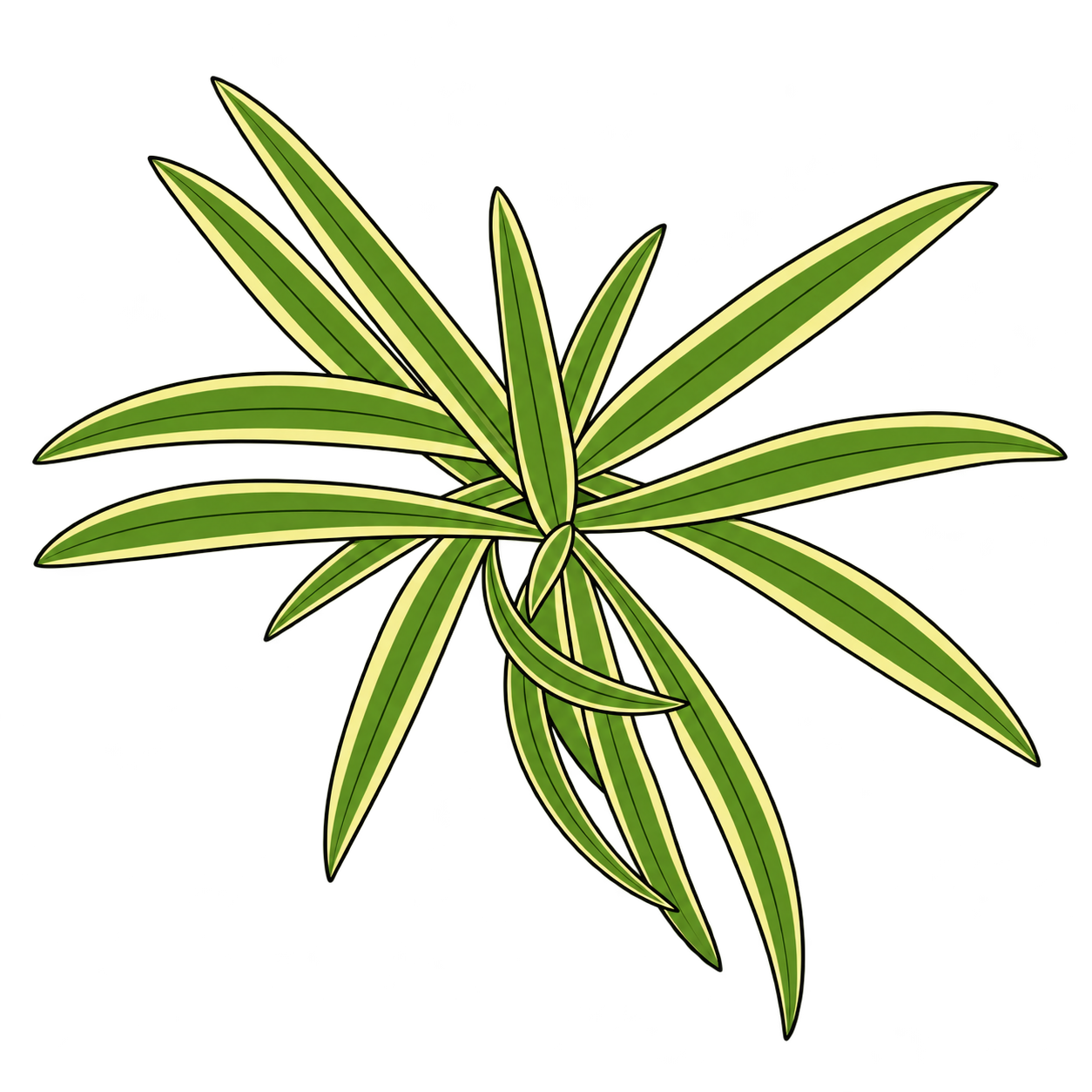 Black-outlined botanical illustration of White-Edged Spider Plant: Pale leaf-edge stripes surrounding green centers; Arching narrow strap leaves; Basal tuft