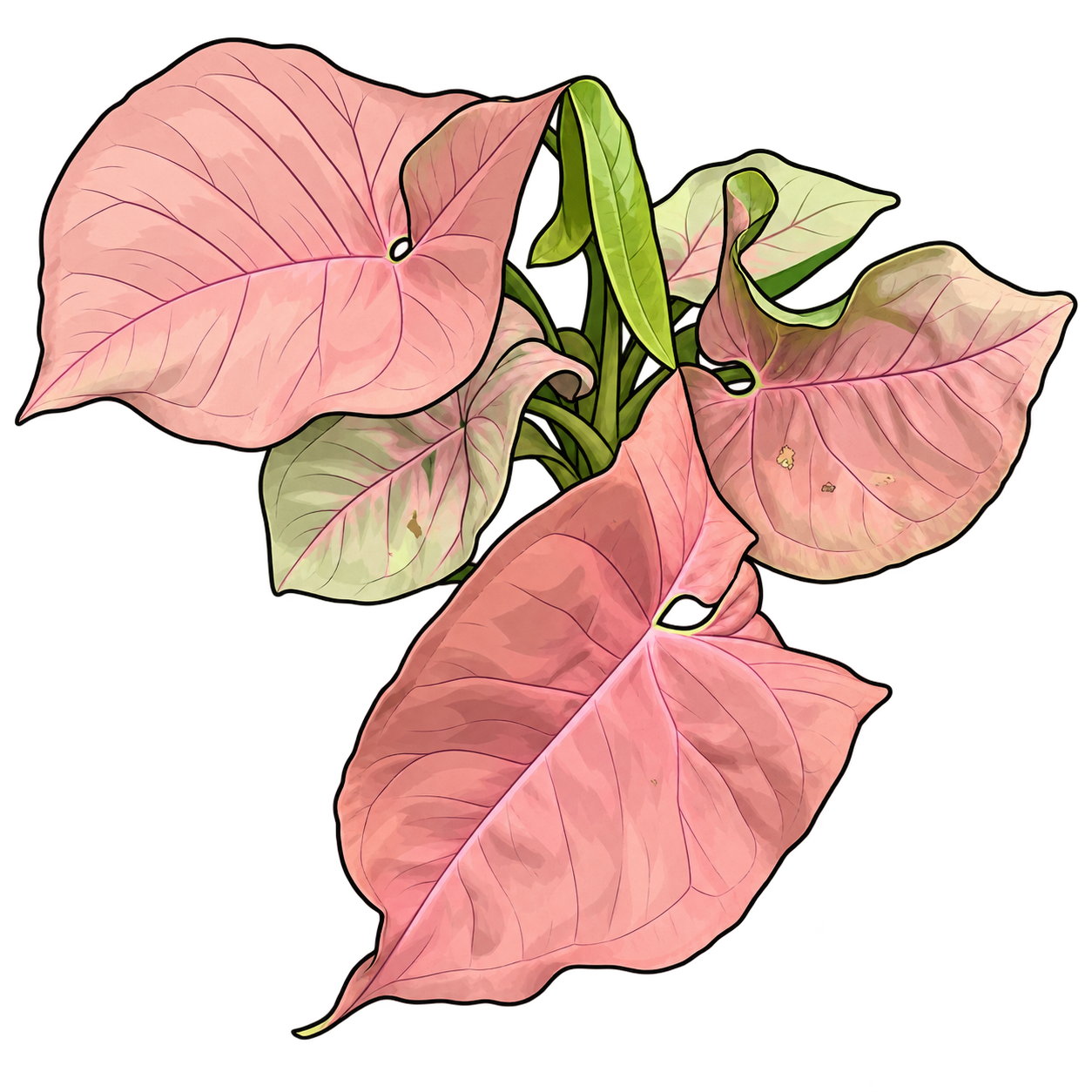 Black-outlined botanical illustration of Pink Allusion Syngonium: Arrowhead blades with basal lobes; pale pink/rose fields; green younger or rear growth