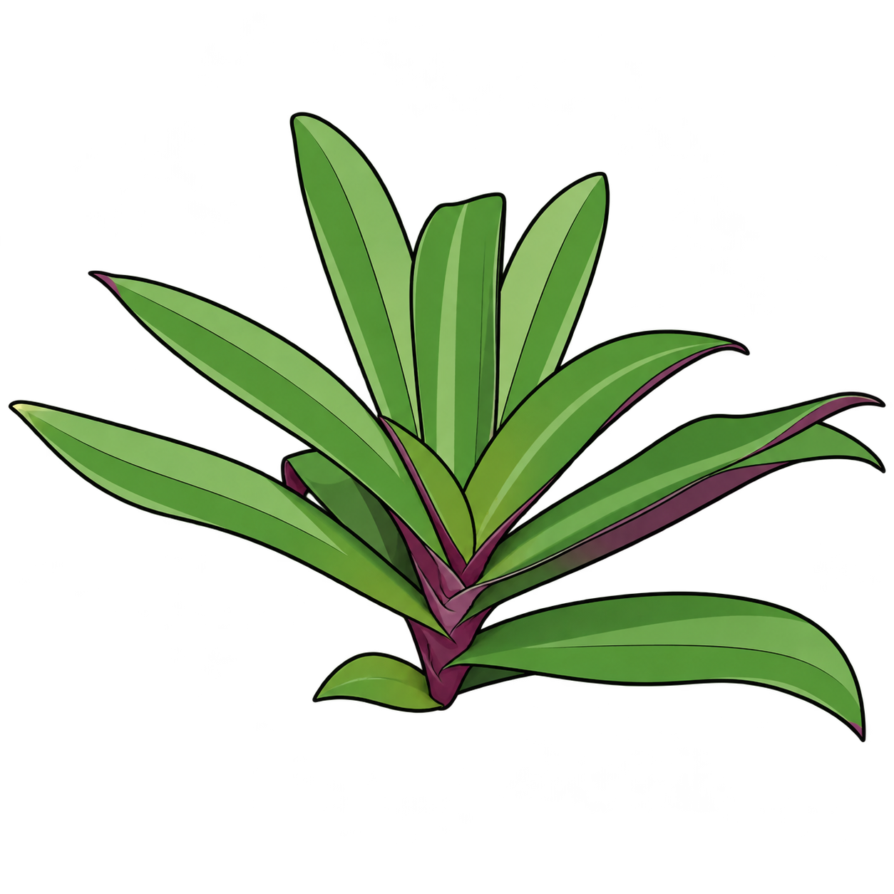 Black-outlined botanical illustration of Oyster Plant: Green broad strap leaves; Purple basal sheath and underside; Uneven central tip; Asymmetric rosette