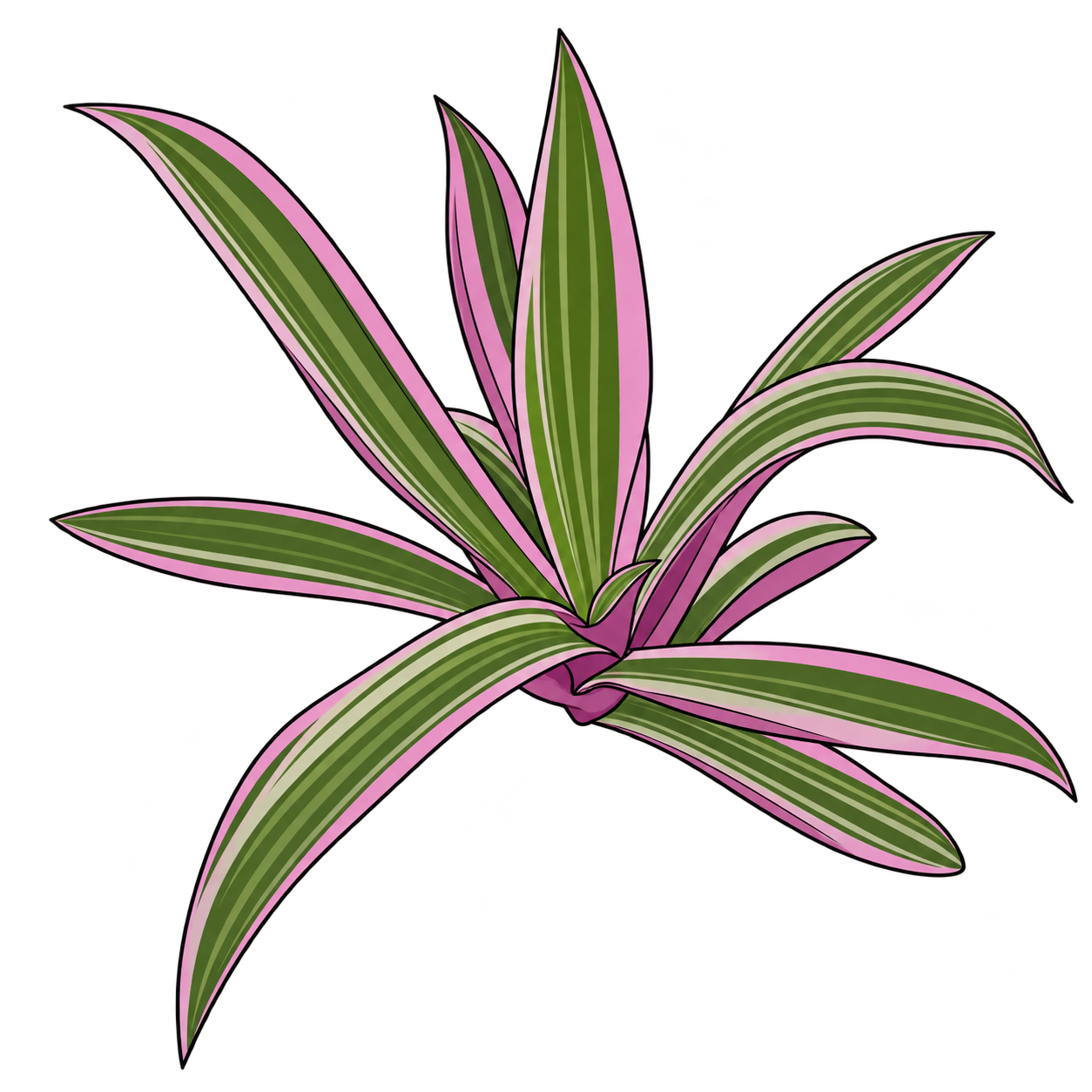 Black-outlined botanical illustration of Tricolor Oyster Plant: Cream green pink longitudinal stripes; Purple-pink sheaths; Asymmetric juvenile fan; Long down-left leaf
