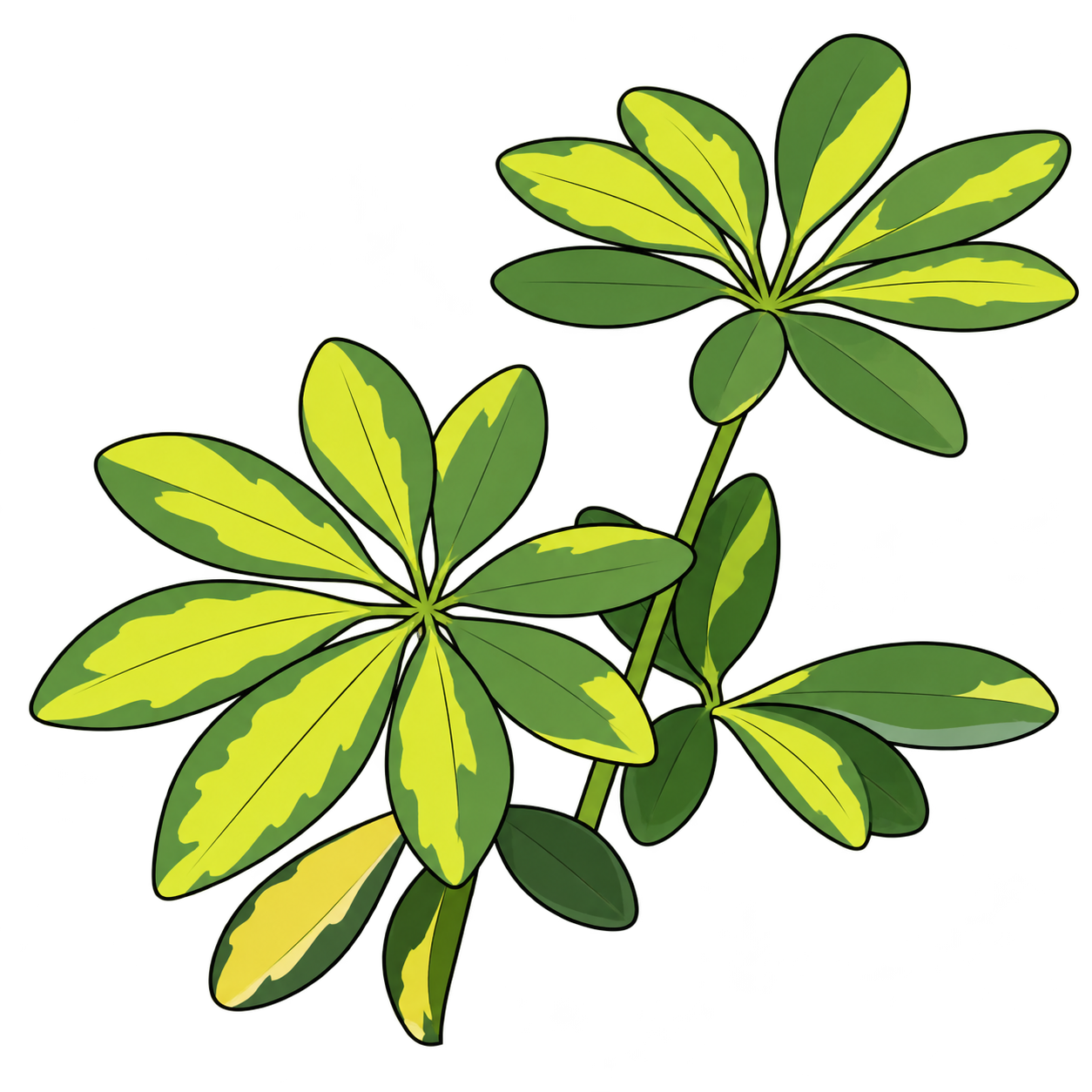 Black-outlined botanical illustration of Gold Capella Umbrella Tree: Palmate obovate leaflets; Broad yellow central sectors; Green leaflet edges; Young branching architecture