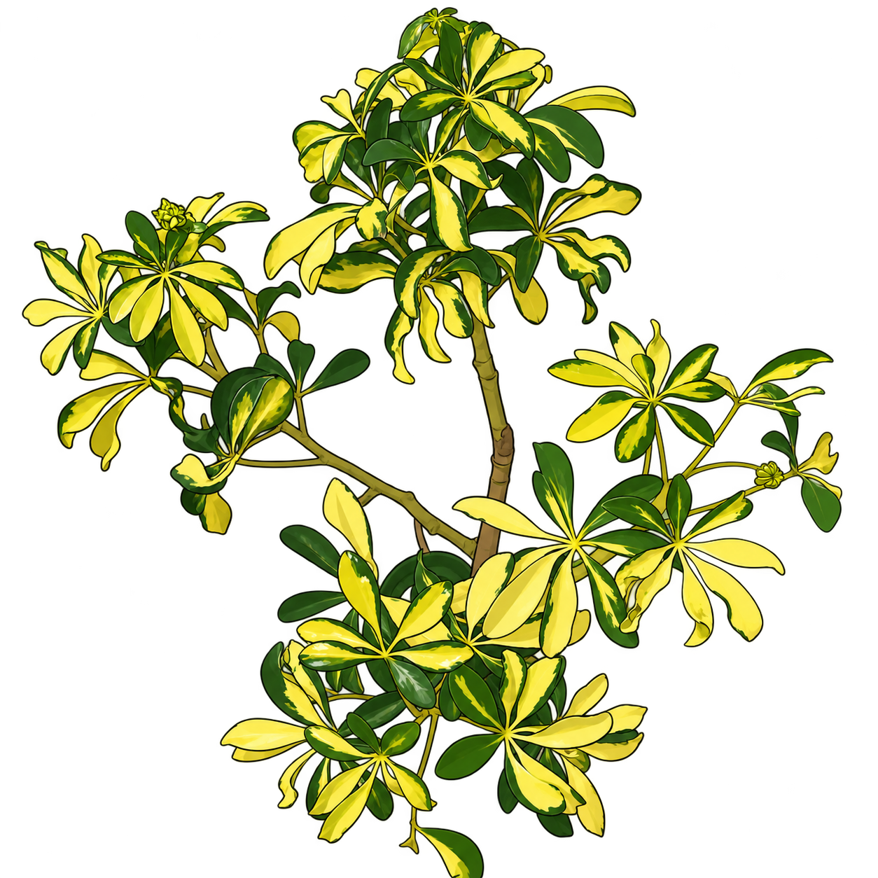 Black-outlined botanical illustration of Trinette Dwarf Umbrella Tree: Palmate leaflet clusters; Broad yellow and green sectors; Branched woody stem