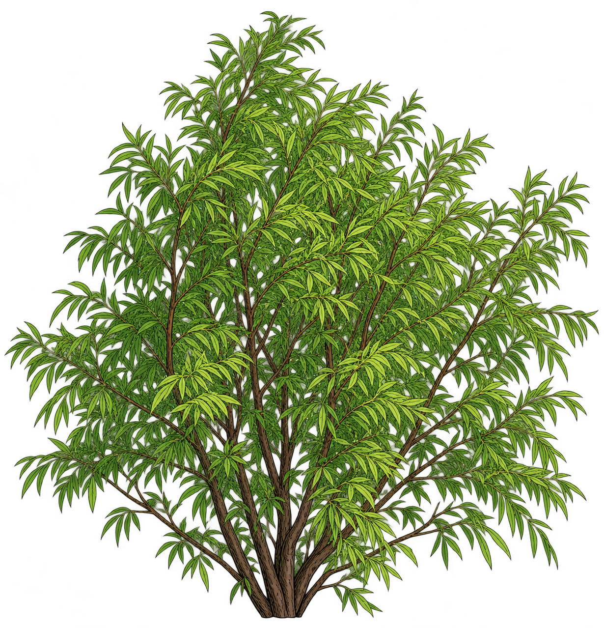 Black-outlined botanical illustration of Black Willow: Several slender dark woody trunks; low branching base; irregular spreading bushy crown; narrow lance-shaped green leaves; fine leafy twigs.