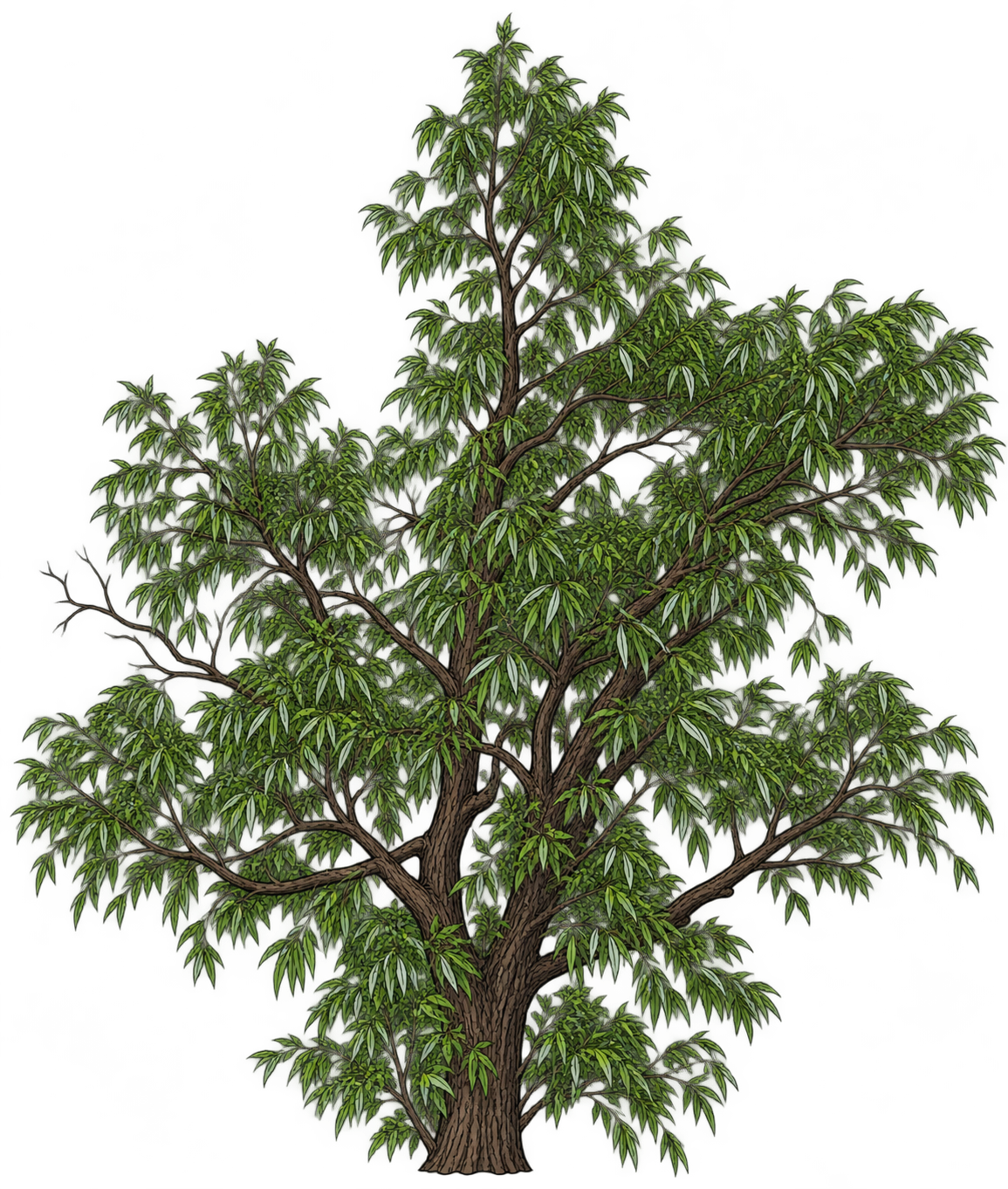 Black-outlined botanical illustration of Peachleaf Willow: Dark fissured upright trunk; tall central leader; asymmetric spreading right crown; narrow pointed green leaves; pale undersides on turned leaves.