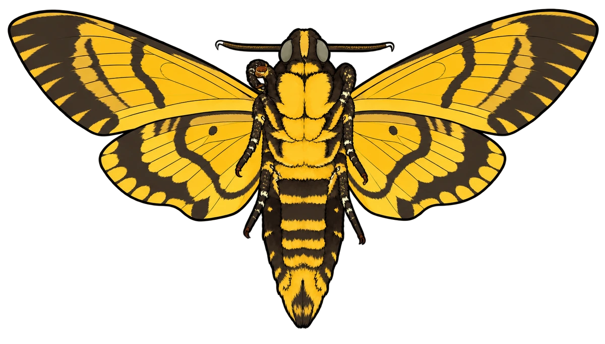 Acherontia atropos, ventral view