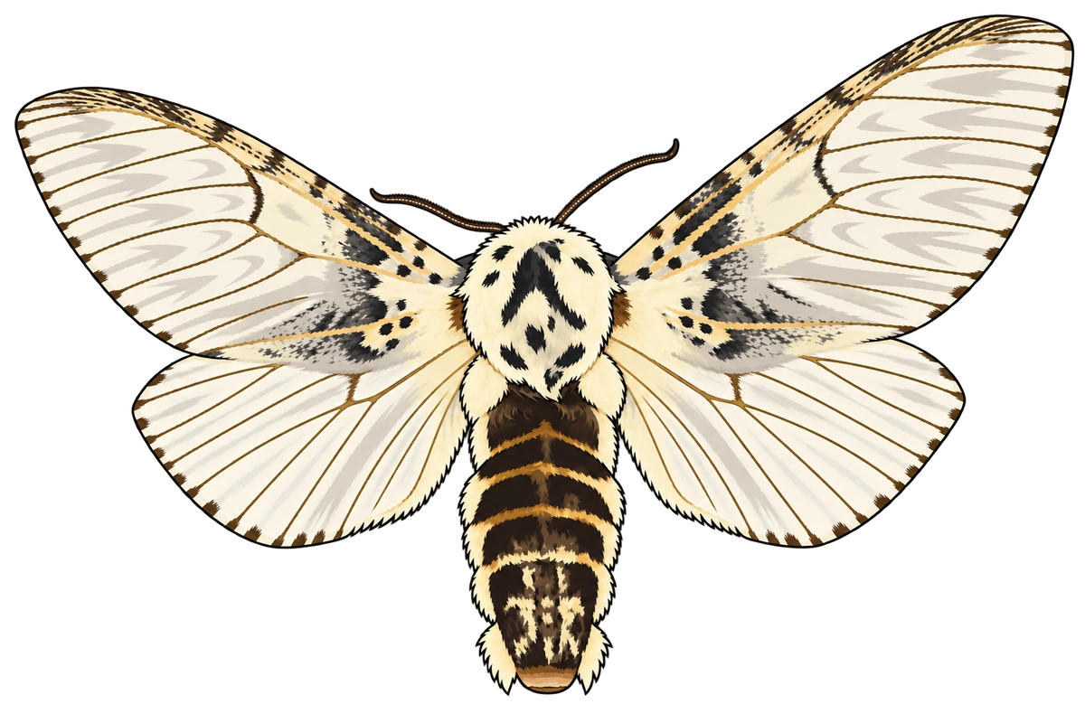 Cerura vinula, dorsal view