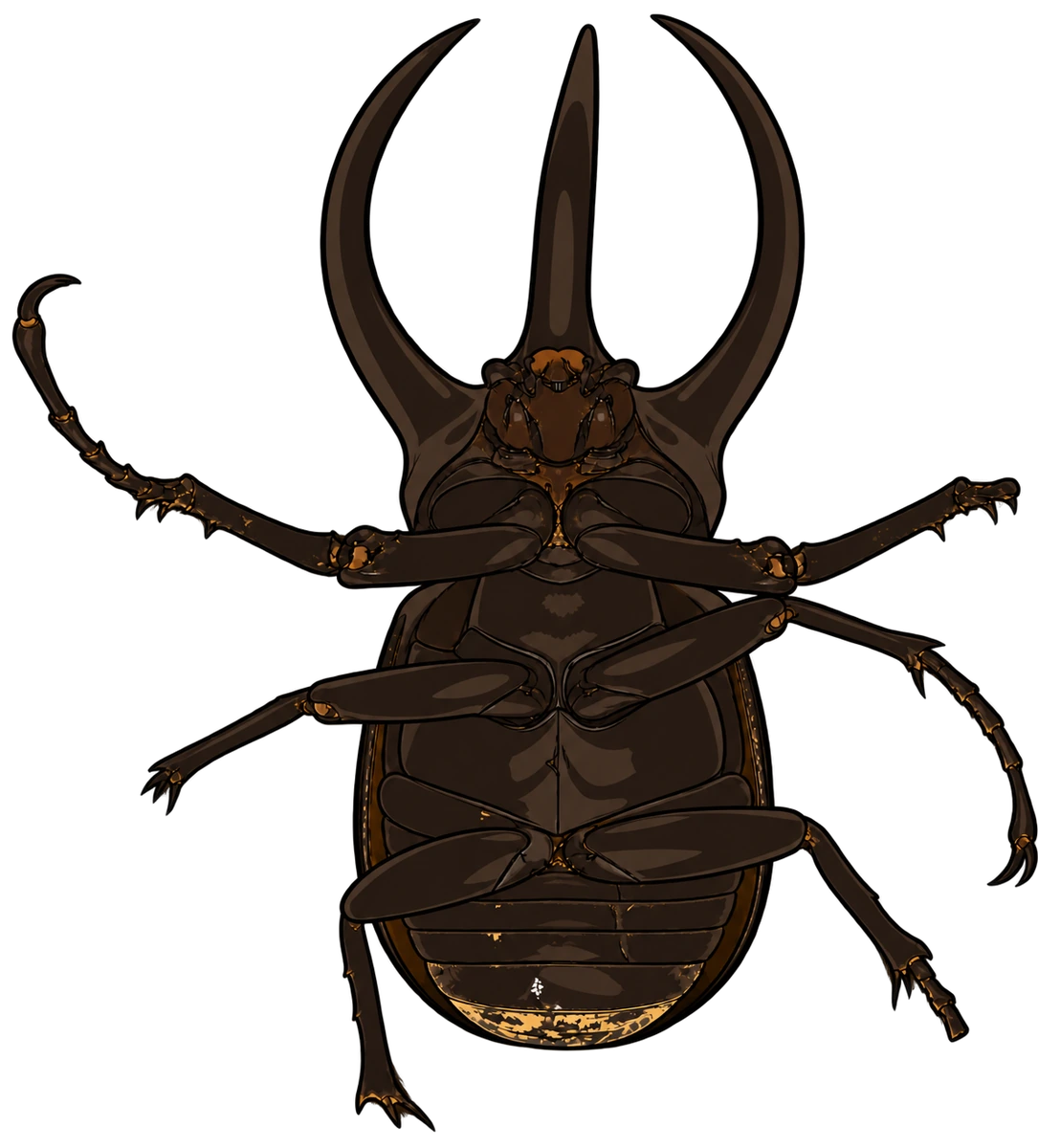 Chalcosoma atlas, ventral view