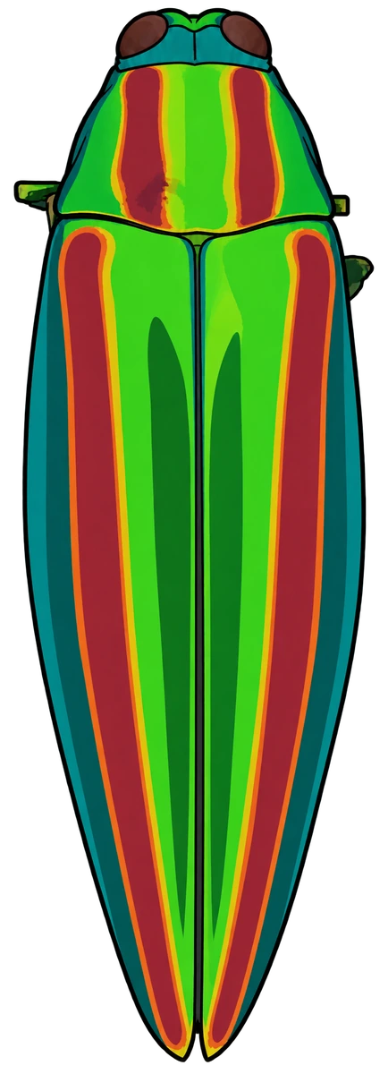 Chrysochroa fulgidissima, dorsal view