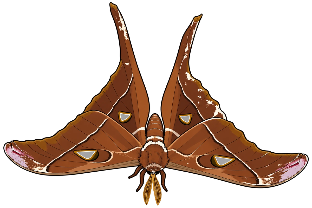 Coscinocera hercules, dorsal view