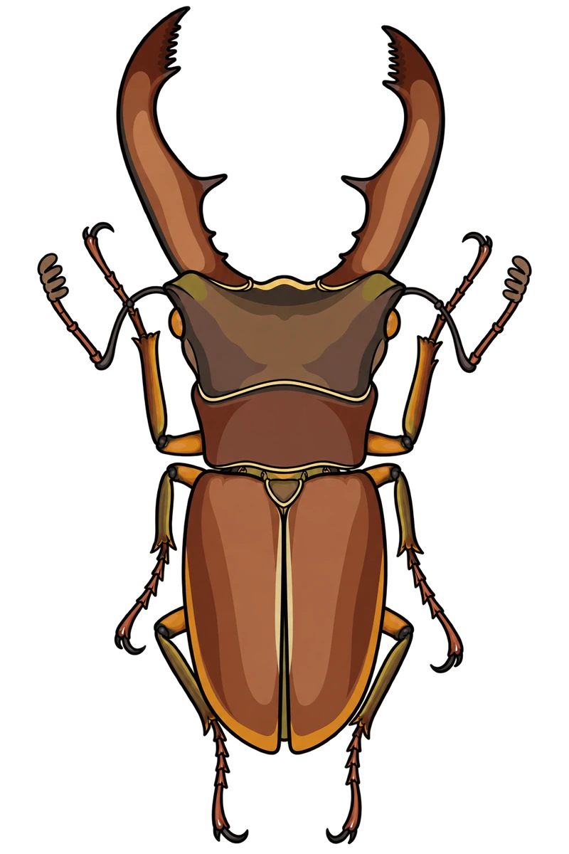 Cyclommatus metallifer, dorsal view
