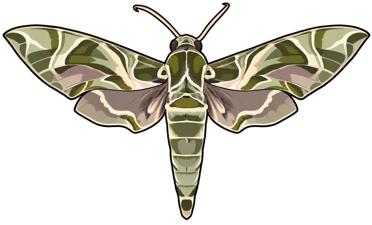 Daphnis nerii, dorsal view