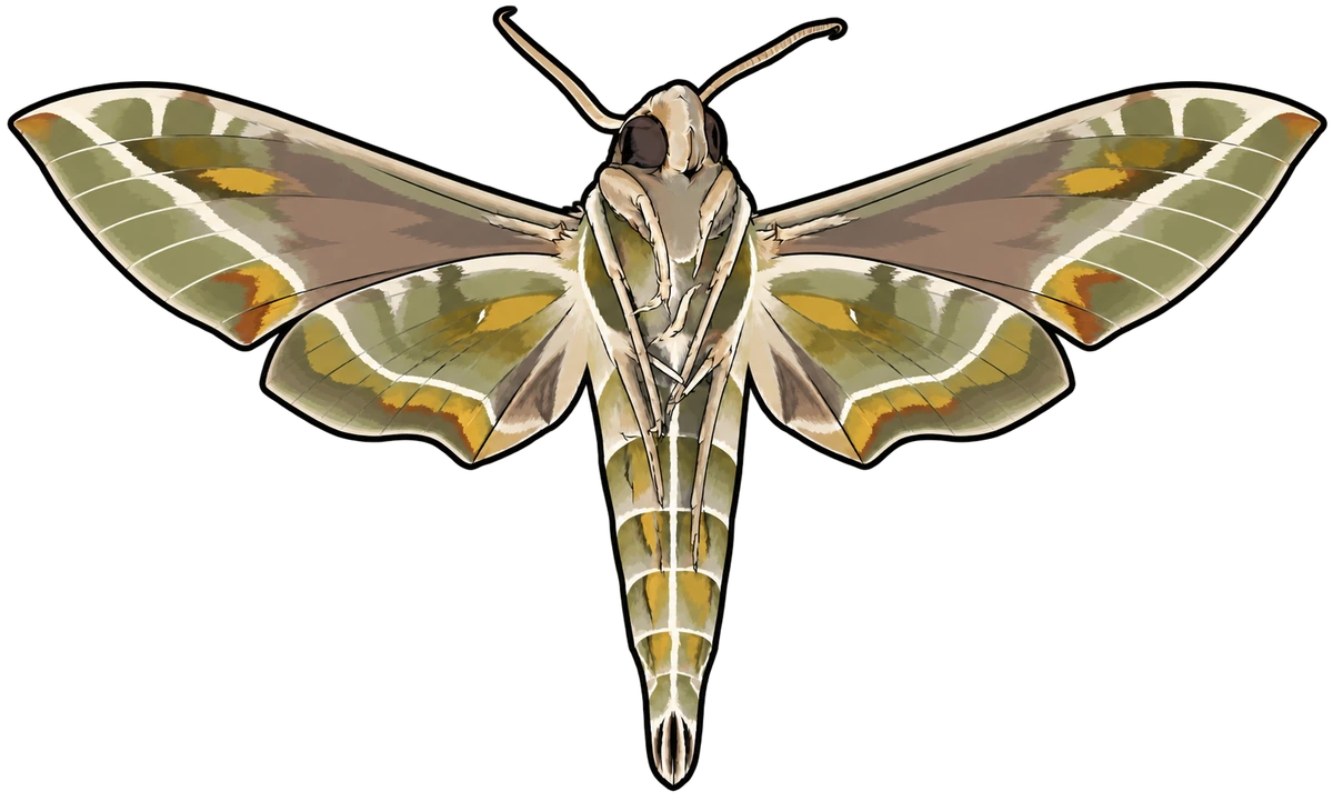 Daphnis nerii, ventral view