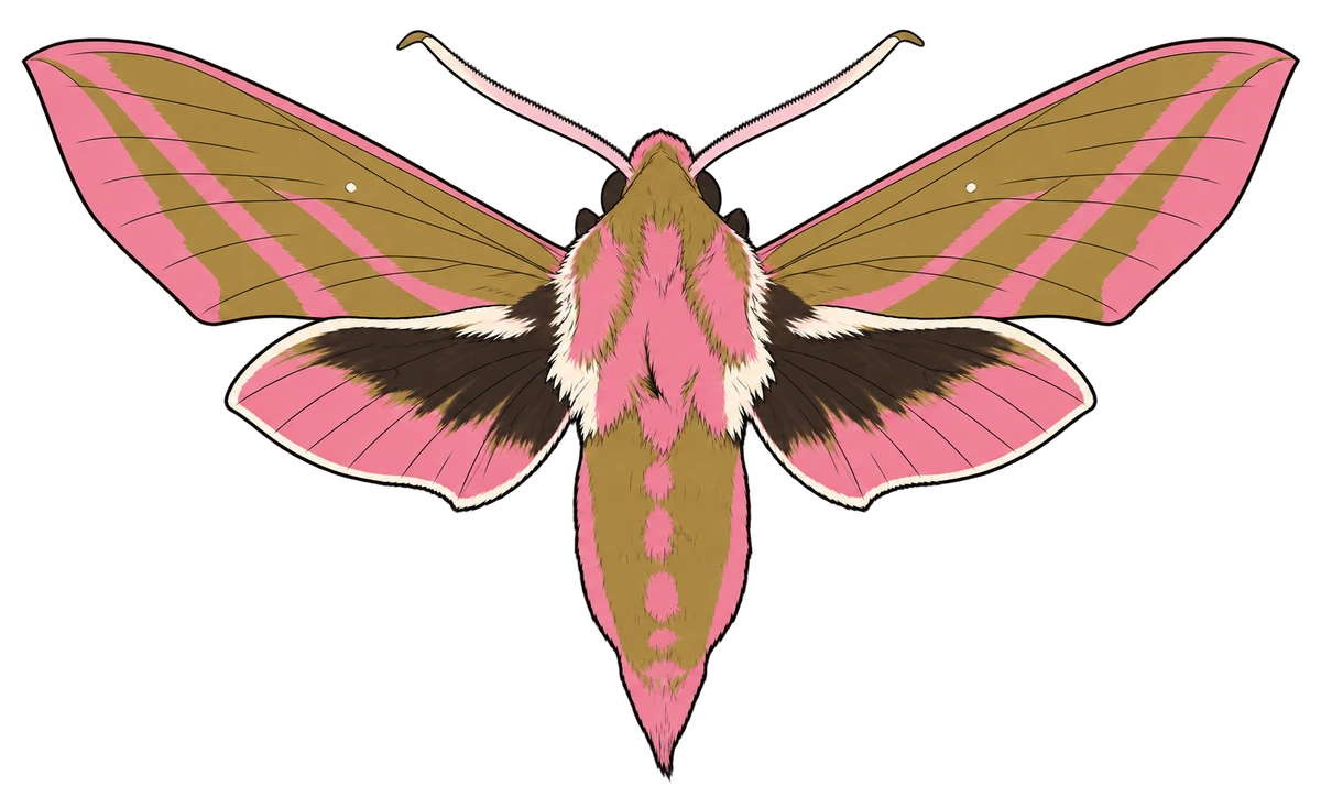 Deilephila elpenor, dorsal view