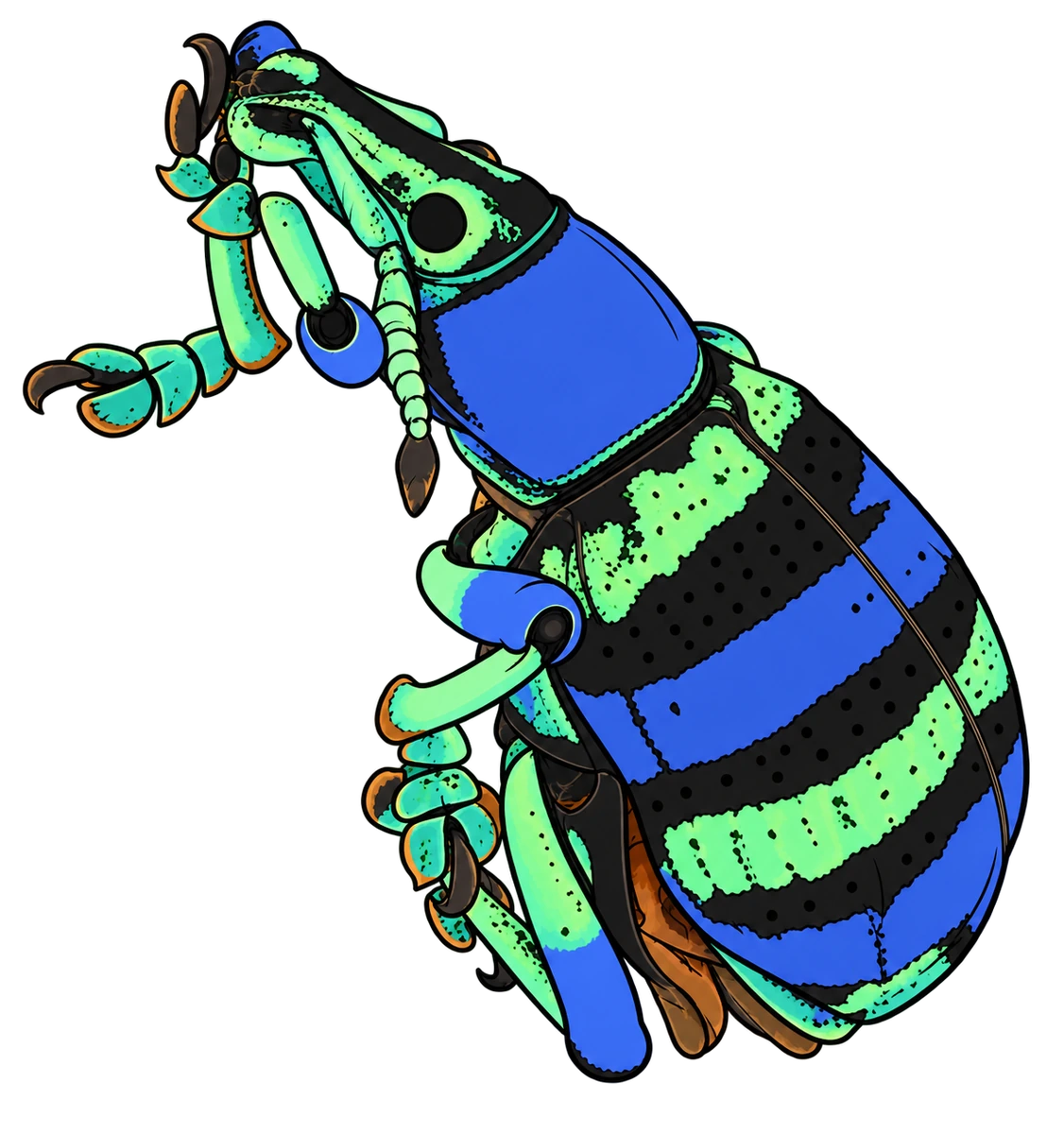 Eupholus schoenherrii, dorsal view