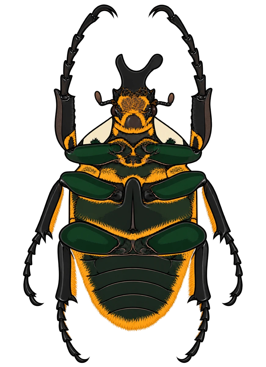 Goliathus goliatus, ventral view