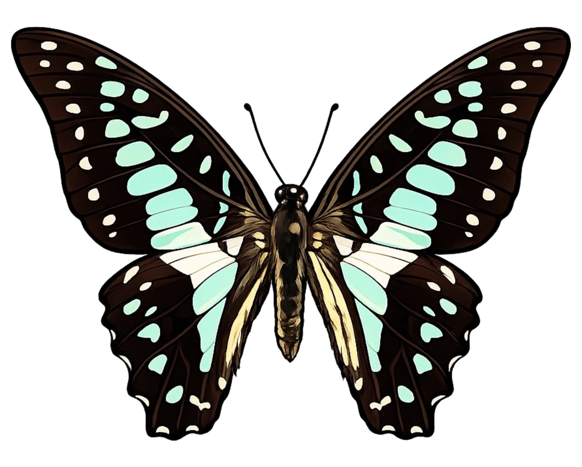 Graphium doson dorsal illustration