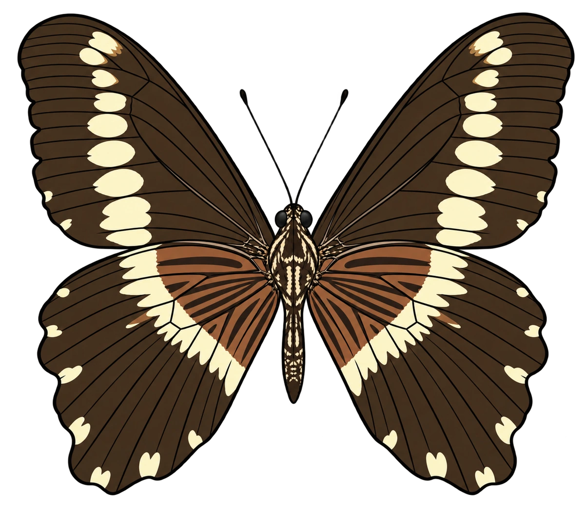 Papilio gallienus, ventral view