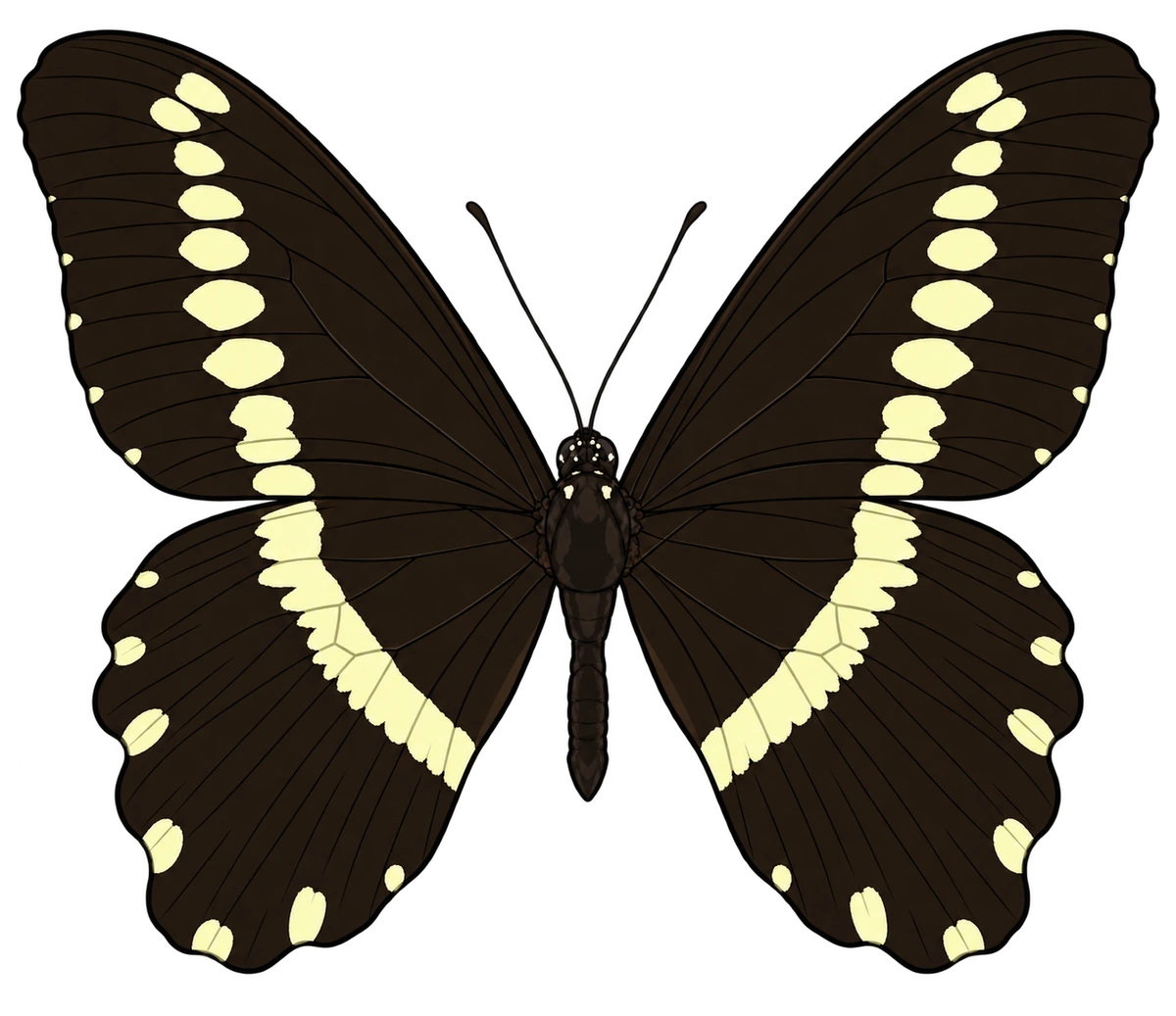 Papilio gallienus, dorsal view