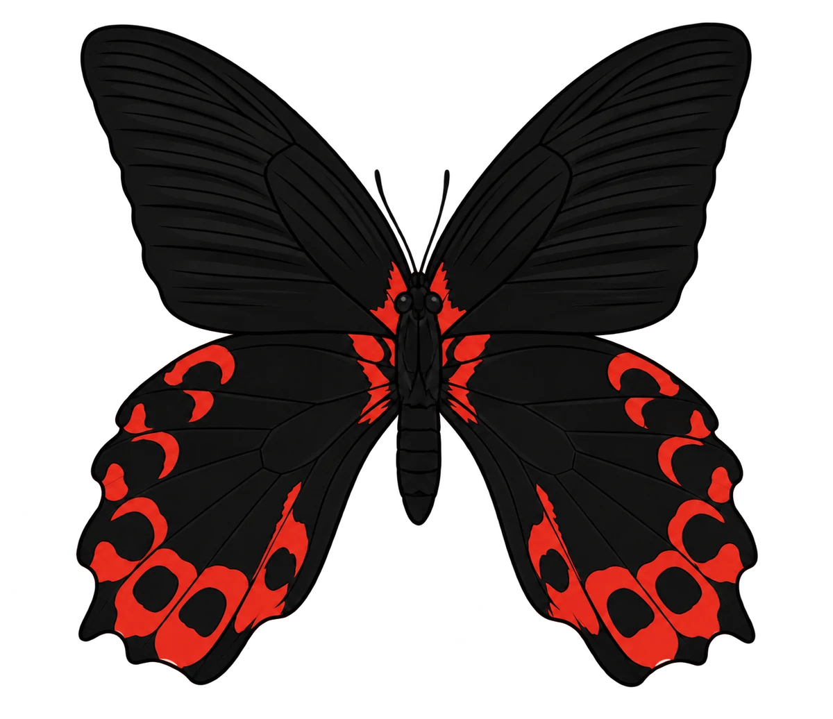 Papilio rumanzovia ventral illustration