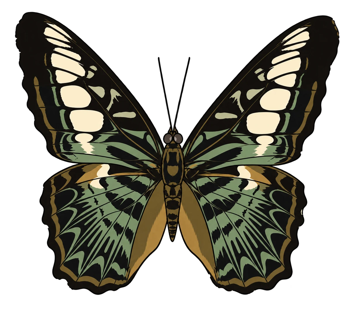 Parthenos sylvia dorsal illustration