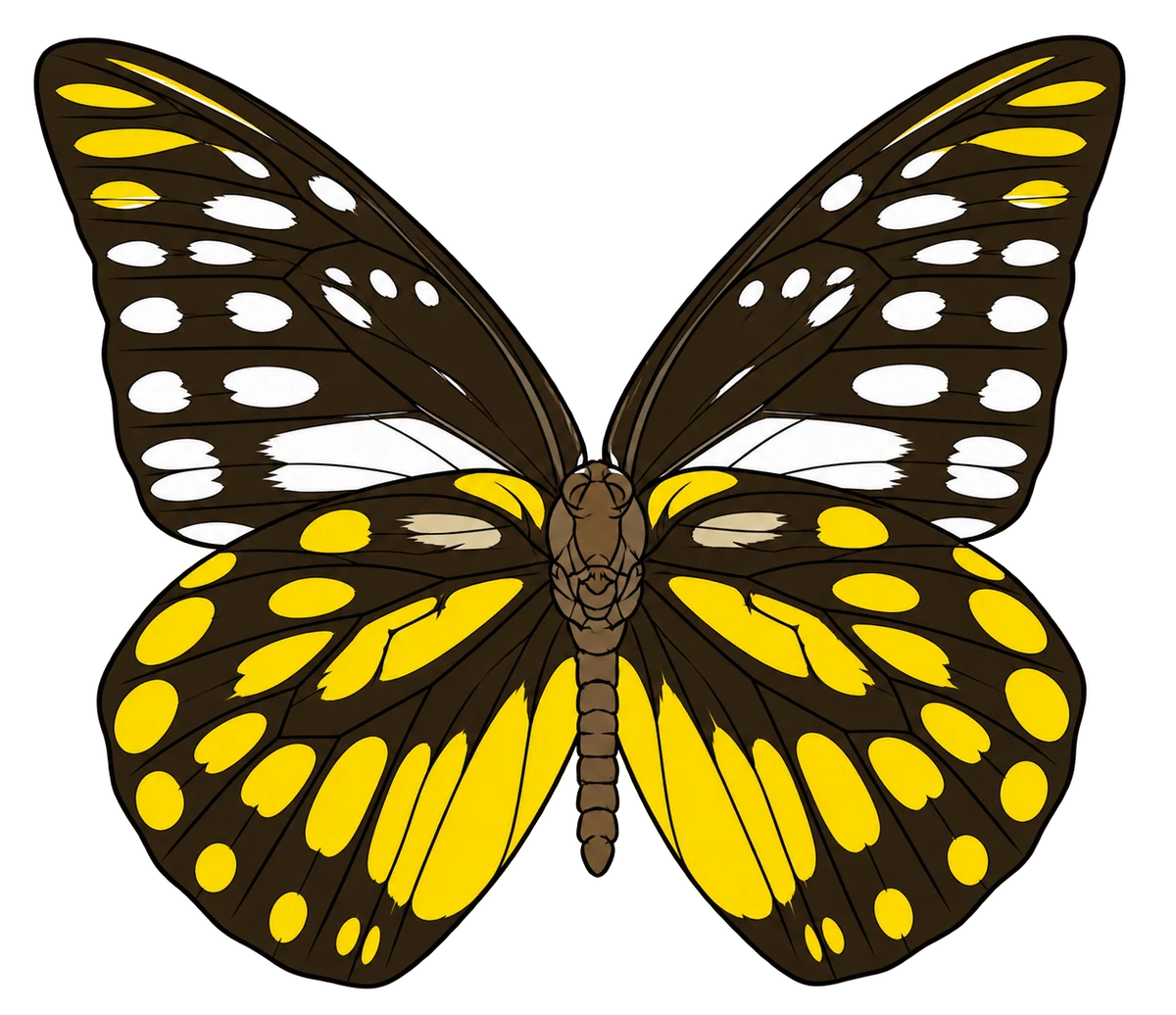 Prioneris thestylis ventral illustration