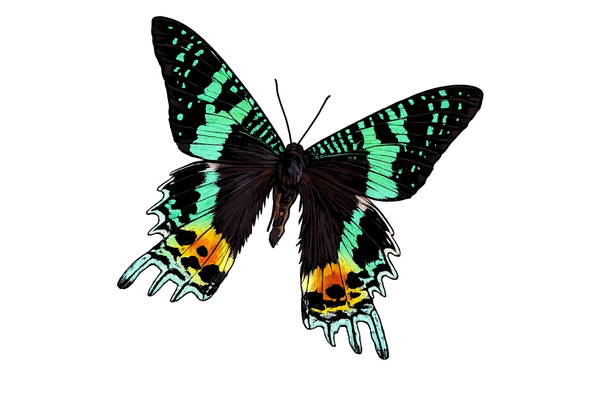 Chrysiridia rhipheus, angled dorsal spread study
