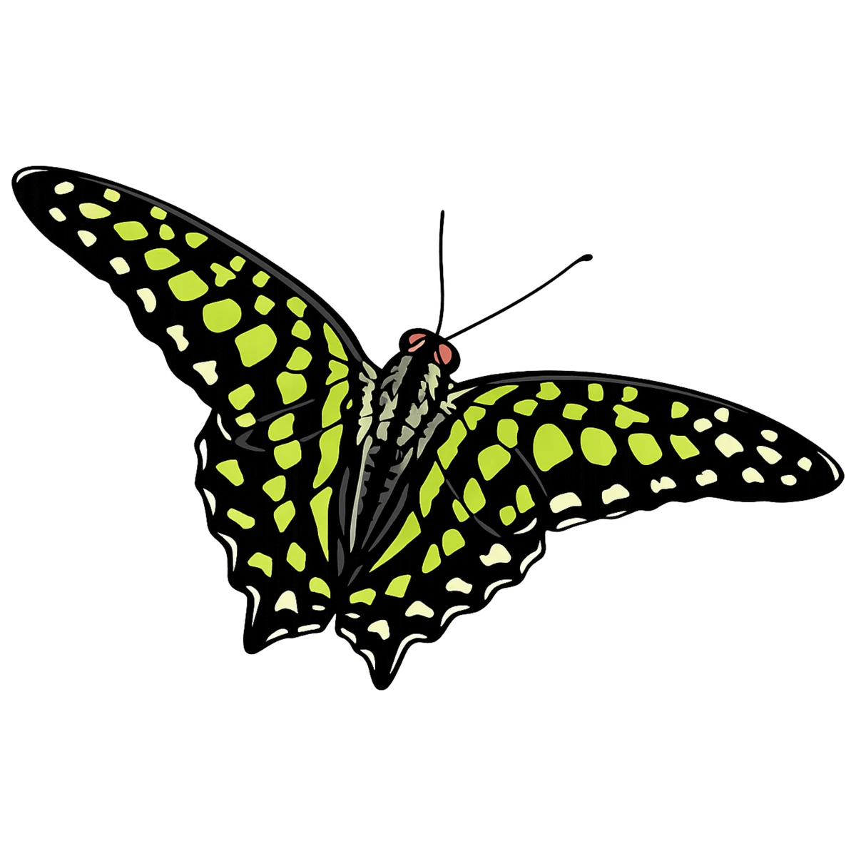 Graphium agamemnon, rightward flight study