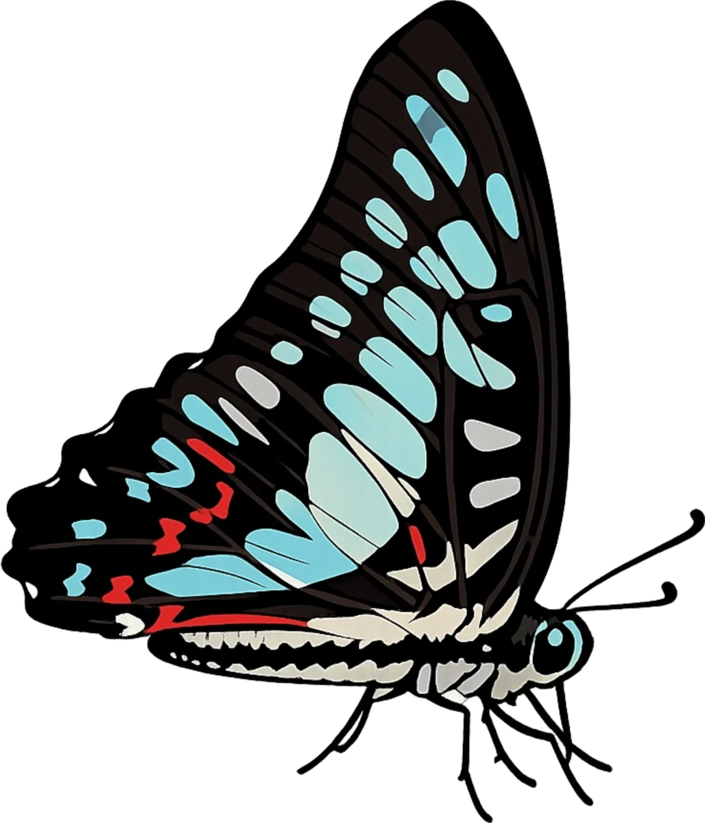 Graphium doson, right-facing standing study